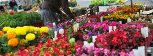 marché foire entreprise barbaux fleurs