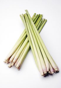 Citronelle (Lemon Grass Citratus)