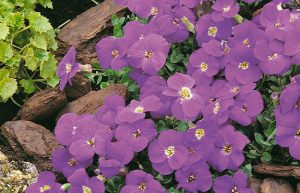 aubriette gracilis kitte bleue
