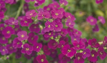 aubriette gracilis kitte rose