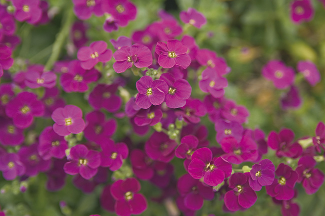 aubriette gracilis kitte rose