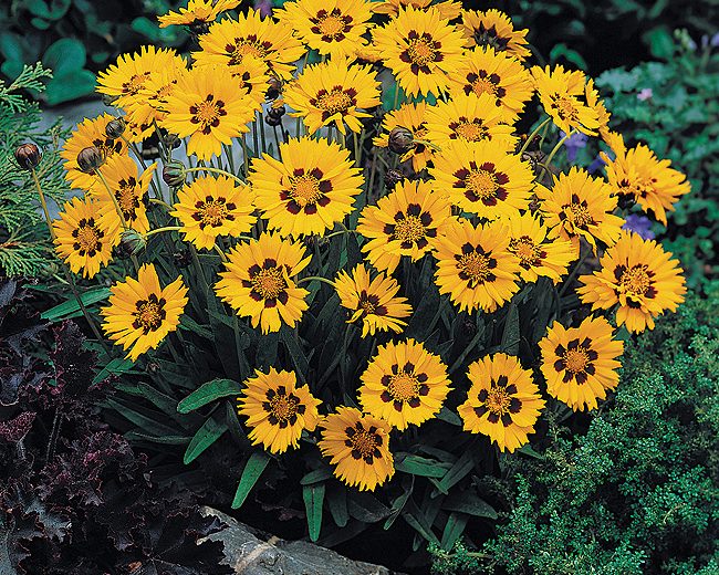 coreopsis sunfire