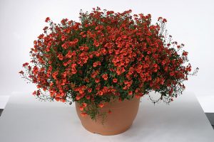 diascia juliet orange