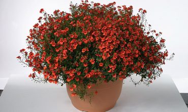 diascia juliet orange