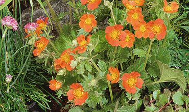 Geum Cocc. Koi