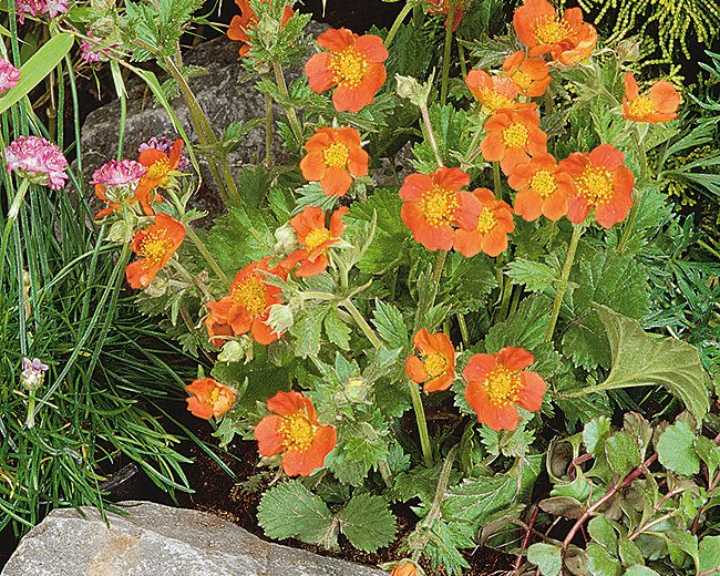 Geum Cocc. Koi