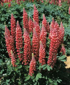 Lupin gallery rouge