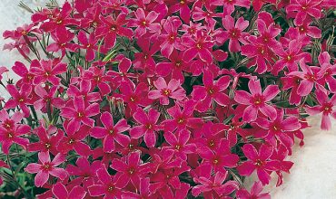 phlox subulata atropurpurea