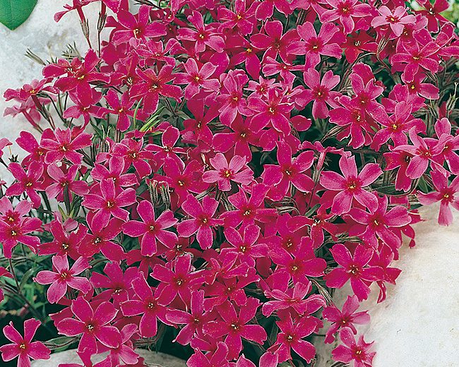 phlox subulata atropurpurea