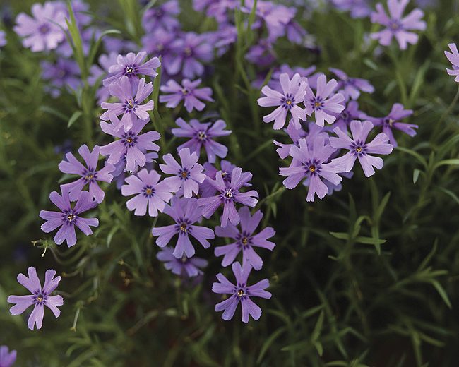 phlox subulata emerald cushion blue