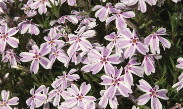 phlox subulata kimono pink white