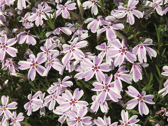 phlox subulata kimono pink white