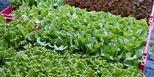 plants salades barbaux