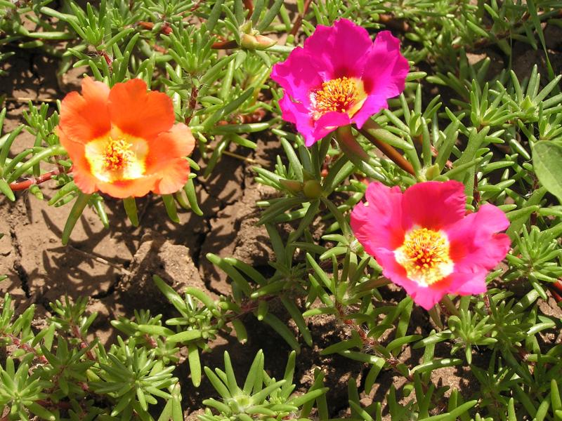 Pourpier Portulaca grandiflora