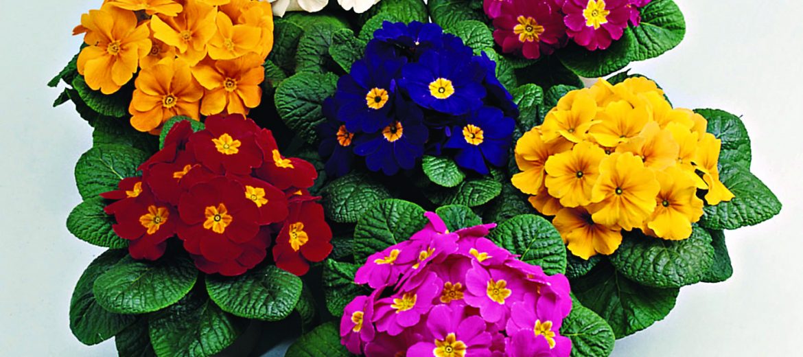 Primula