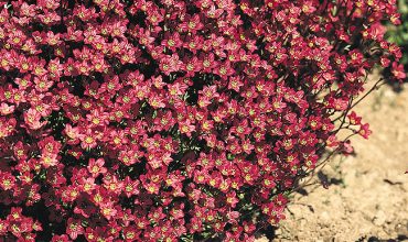 saxifrage carpet purple