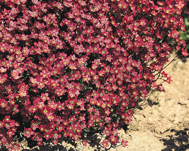 saxifrage carpet purple