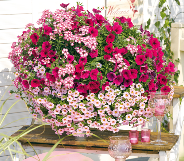 Préparez vos jardinières et suspensions