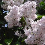 Lilas