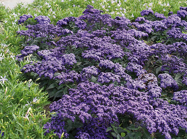 HELIOTROPE