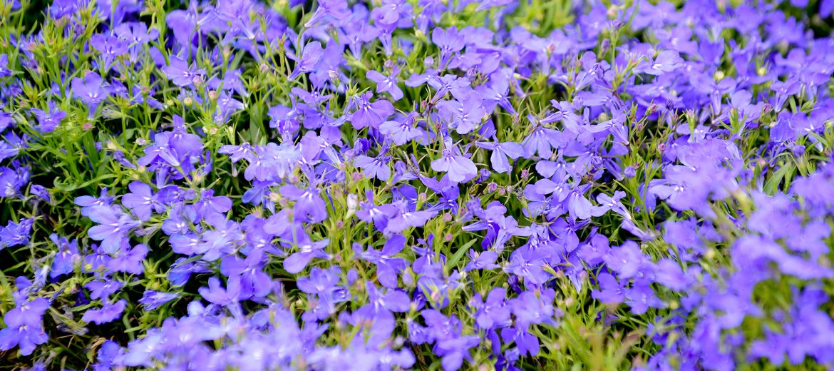 VERVEINE retombante 'Bleue' - Plante annuelle