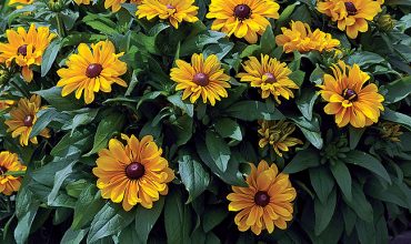 RUDBECKIA