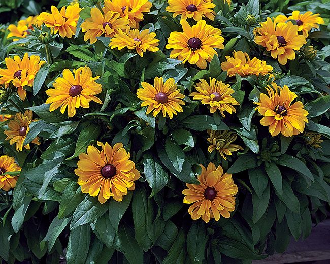 RUDBECKIA