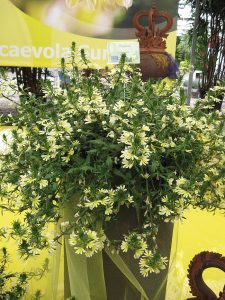 scaevola yellow