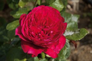 Rosier Alain Souchon