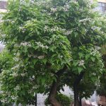 Catalpa bignonioides