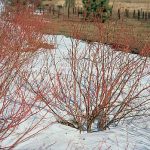 Cornus sericea