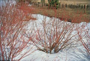 Cornus sericea