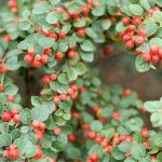 Cotoneaster