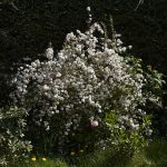 Deutzia