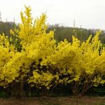 Forsythia