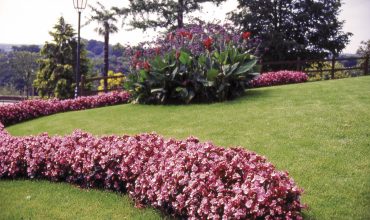 BEGONIA PLANTE A MASSIF