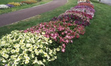 PETUNIA PLANTE A MASSIF