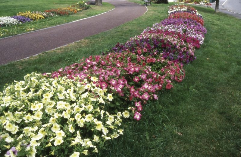 PETUNIA PLANTE A MASSIF