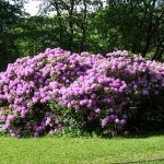 rododendron