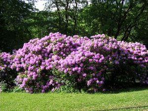 rododendron