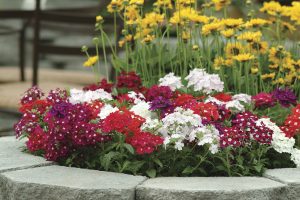 VERVEINE DE SEMIS PLANTE A MASSIF