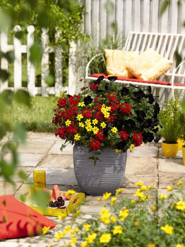44328_Confetti Garden_RED FOX Trio Confetti Garden Mix_Confetti Garden