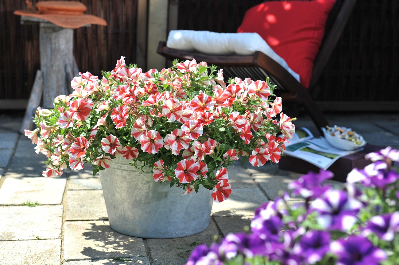 40395_Petunia_RED FOX Peppy_Peppy Red_340