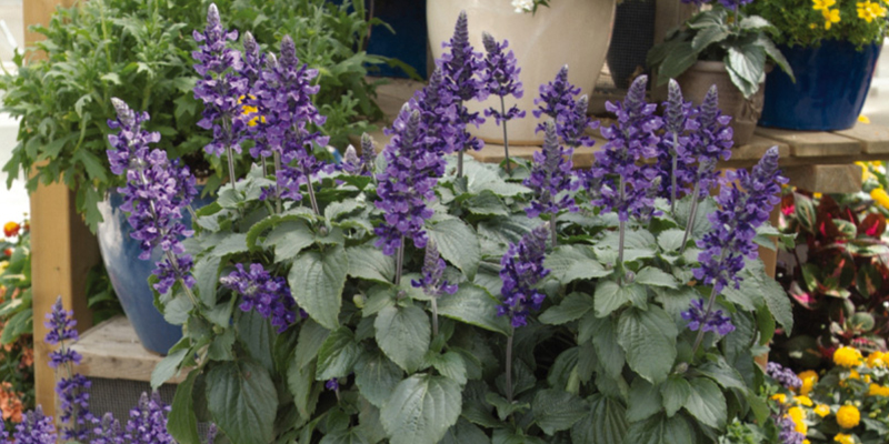 SAUGE BLEUE SALVIA ANNUELLE HORTI SOLOGNE