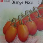 Orange Fizz